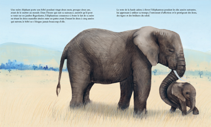 éléphant jenni desmond 4